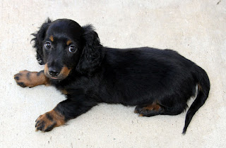 black dachshund dog is sitting on floor, cute puppy pictures