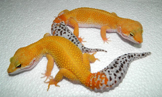 Jual Gecko,  Harga Gecko,  Toko Gecko,  Diskon Gecko,  Beli Gecko,  Review Gecko,  Promo Gecko,  Spesifikasi Gecko,  Gecko Murah,  Gecko Asli,  Gecko Original,  Gecko Jakarta,  Jenis Gecko,  Budidaya Gecko,  Peternak Gecko,  Cara Merawat Gecko,  Tips Merawat Gecko,  Bagaimana cara merawat Gecko,  Bagaimana mengobati Gecko,  Ciri-Ciri Hamil Gecko,  Kandang Gecko,  Ternak Gecko,  Makanan Gecko,  Gecko Termahal,  Adopsi Gecko,  Jual Cepat Gecko,  Kreatif Gecko,  Desain Gecko,  Order Gecko,  Kado Gecko,  Cara Buat Gecko,  Pesan Gecko,  Wisuda Gecko,  Ultah Gecko,  Nikah Gecko,  Wedding Gecko,  Flanel Gecko,  Special Gecko,  Suprise Gecko,  Anniversary Gecko,  Moment Gecko,  Istimewa  Gecko,  Kasih Sayang  Gecko,  Valentine  Gecko,  Tersayang Gecko,  Unik Gecko,  Gecko  Jakarta,  Gecko  Bandung,  Gecko  Medan,  Gecko  Bali,  Gecko  Makassar,  Gecko  Jambi,  Gecko  Pekanbaru,  Gecko  Palembang,  Gecko  Sumatera,  Gecko  Langsa,  Gecko  Lhokseumawe,  Gecko  Meulaboh,  Gecko  Sabang,  Gecko  Subulussalam,  Gecko  Denpasar,  Gecko  Pangkalpinang,  Gecko  Cilegon,  Gecko  Serang,  Gecko  Tangerang Selatan,  Gecko  Tangerang,  Gecko  Bengkulu,  Gecko  Gorontalo,  Gecko  Kota Administrasi Jakarta Barat,  Gecko  Kota Administrasi Jakarta Pusat,  Gecko  Kota Administrasi Jakarta Selatan,  Gecko  Kota Administrasi Jakarta Timur,  Gecko  Kota Administrasi Jakarta Utara,  Gecko  Sungai Penuh,  Gecko  Jambi,  Gecko  Bandung,  Gecko  Bekasi,  Gecko  Bogor,  Gecko  Cimahi,  Gecko  Cirebon,  Gecko  Depok,  Gecko  Sukabumi,  Gecko  Tasikmalaya,  Gecko  Banjar,  Gecko  Magelang,  Gecko  Pekalongan,  Gecko  Purwokerto,  Gecko  Salatiga,  Gecko  Semarang,  Gecko  Surakarta,  Gecko  Tegal,  Gecko  Batu,  Gecko  Blitar,  Gecko  Kediri,  Gecko  Madiun,  Gecko  Malang,  Gecko  Mojokerto,  Gecko  Pasuruan,  Gecko  Probolinggo,  Gecko  Surabaya,  Gecko  Pontianak,  Gecko  Singkawang,  Gecko  Banjarbaru,  Gecko  Banjarmasin,  Gecko  Palangkaraya,  Gecko  Balikpapan,  Gecko  Bontang,  Gecko  Samarinda,  Gecko  Tarakan,  Gecko  Batam,  Gecko  Tanjungpinang,  Gecko  Bandar Lampung,  Gecko  Kotabumi,  Gecko  Liwa,  Gecko  Metro,  Gecko  Ternate,  Gecko  Tidore Kepulauan,  Gecko  Ambon,  Gecko  Tual,  Gecko  Bima,  Gecko  Mataram,  Gecko  Kupang,  Gecko  Sorong,  Gecko  Jayapura,  Gecko  Dumai,  Gecko  Pekanbaru,  Gecko  Makassar,  Gecko  Palopo,  Gecko  Parepare,  Gecko  Palu,  Gecko  Bau-Bau,  Gecko  Kendari,  Gecko  Bitung,  Gecko  Kotamobagu,  Gecko  Manado,  Gecko  Tomohon,  Gecko  Bukittinggi,  Gecko  Padang,  Gecko  Padangpanjang,  Gecko  Pariaman,  Gecko  Payakumbuh,  Gecko  Sawahlunto,  Gecko  Solok,  Gecko  Lubuklinggau,  Gecko  Pagaralam,  Gecko  Palembang,  Gecko  Prabumulih,  Gecko  Binjai,  Gecko  Medan,  Gecko  Padang Sidempuan,  Gecko  Pematangsiantar,  Gecko  Sibolga,  Gecko  Tanjungbalai,  Gecko  Tebingtinggi,  Gecko  Yogyakarta, 