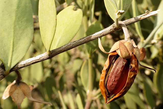 aceite jojoba propiedades uso