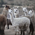 Alpaca (Vicugna pacos)