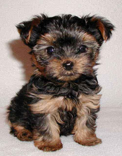 Yorkshire Terrier Dog Breeds Puppies Pictures