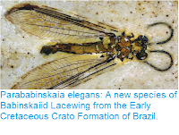 http://sciencythoughts.blogspot.co.uk/2017/07/parababinskaia-elegans-new-species-of.html