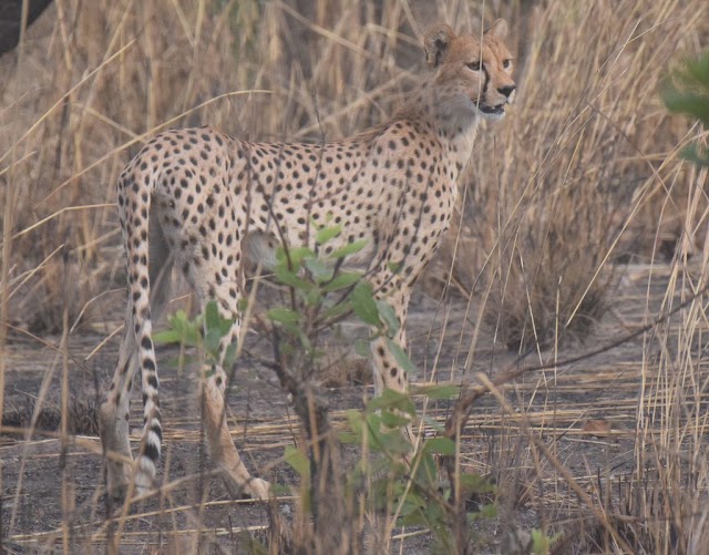 Encontro recente de guepardos-do-noroeste-africano na Argélia animou conservacionistas