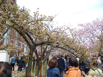 造幣局桜の通り抜け