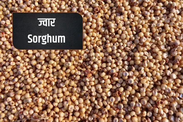 Sorghum- type of millets in Hindi