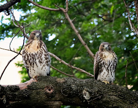 Two of the three Tompkins Square red-tailed hawk fledglins