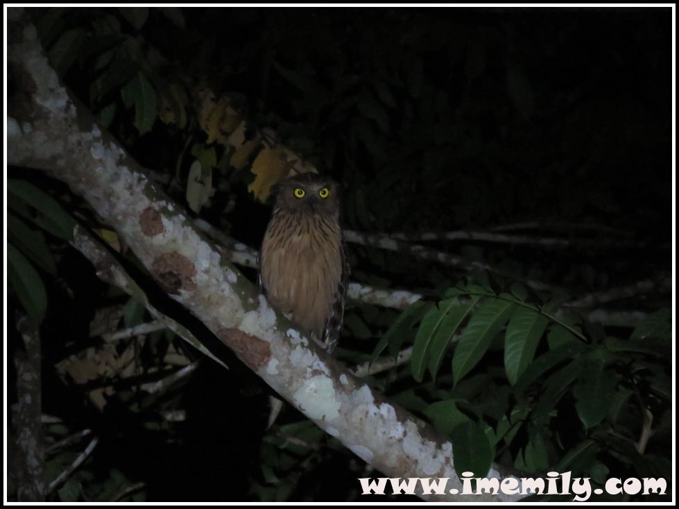 Night Safari @ Myne Resort, Bilit Village