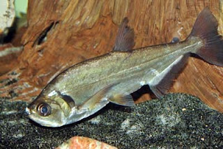 ikan payara