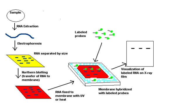 Northern Blotting Procedure