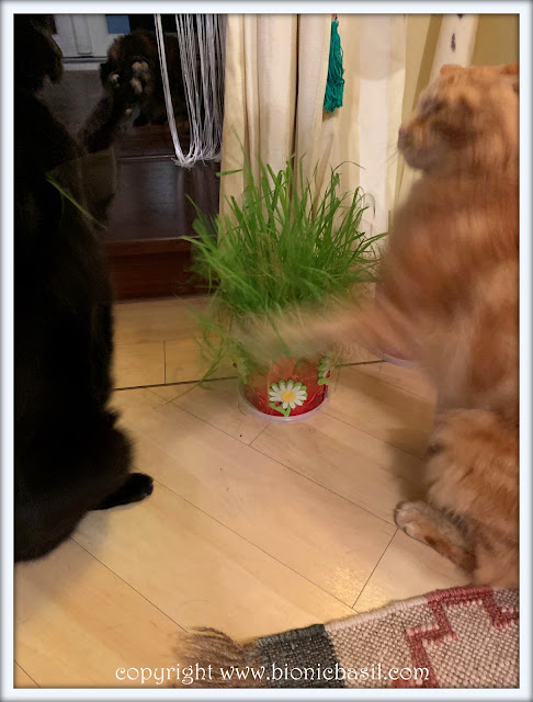 Friday Fluffers at BBHQ ©BionicBasil® Parsley and Fudge Squabbling Over Cat Grass