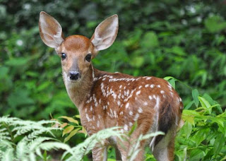 fawn in woods