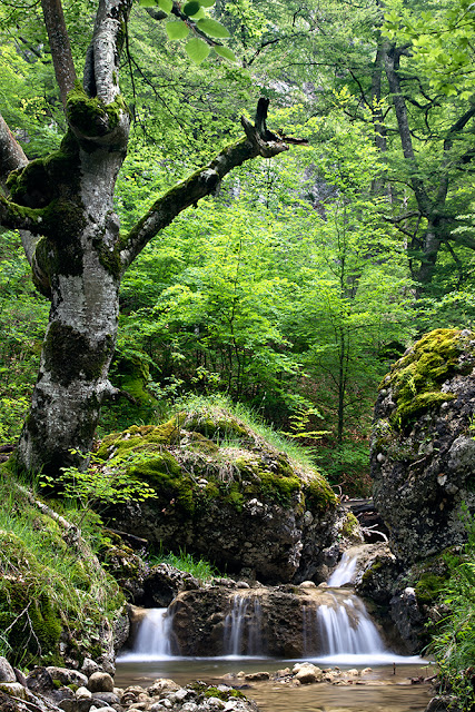 Bosque de hayas y arroyo