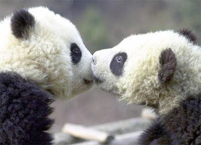 Sepasang Panda Berciuman