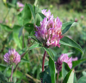 Red clover, Trifolium pratense. Hayes Common, 12 May 2011.