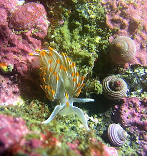 Head-on view of a white and orange sea slug on a green and pink background.