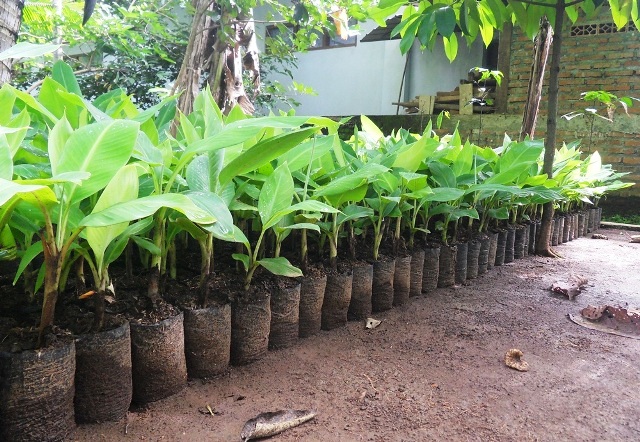 AGRIKULTUR INDONESIA Budidaya Pisang  dengan Metode Sederhana