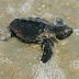 VIDEO - PORT ELIZABETH - BAYWORLD STAFF RAISING STRANDED LOGGERHEAD TURTLES