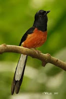 Tips Mencetak Burung Murai Batu (White Rumped Shama) Me