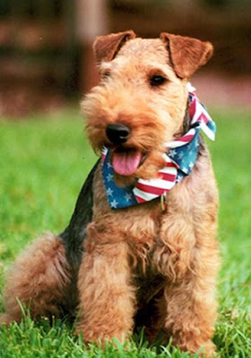 Welsh Terrier Puppy Pictures