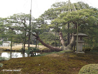 Permanent supports and yukitsuri (winter protection) - Kenroku-en Garden, Japan