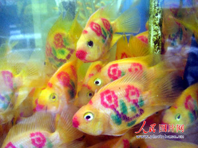 Those tattooed parrot fish were spotted in an aquarium shop in Suzhou,