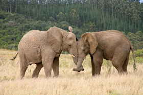 Knysna Elephants