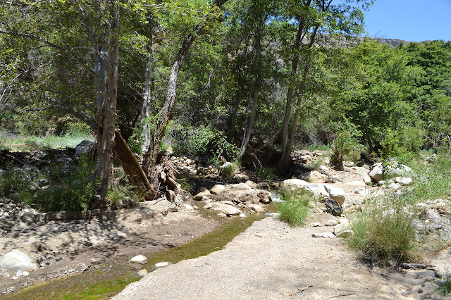 line of trees and creek