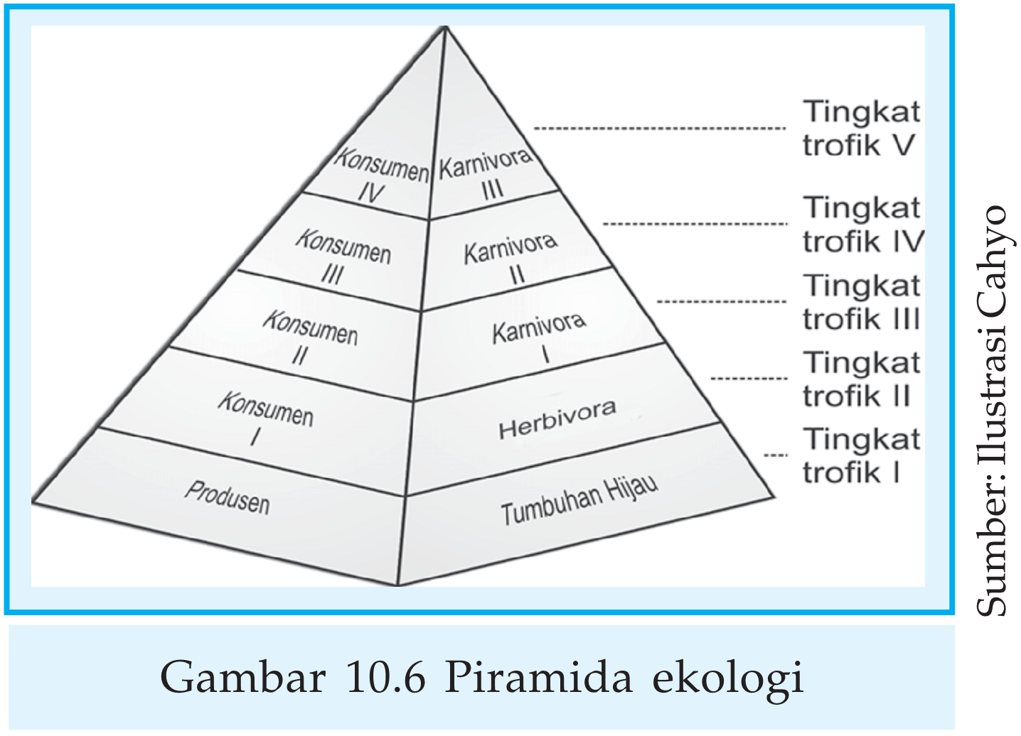Piramida Ekologi  Trisanto Timi