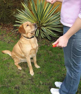 Dog Clicker Training Basics