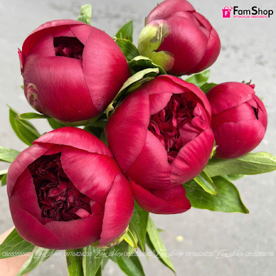Hoa cắt cành peony