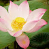 AMAZING BENEFITS OF LOTUS FOR SKIN,HAIR AND HEALTH