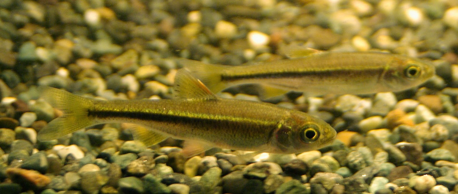 東京淡水魚図鑑 カワムツ コイ科オイカワ属