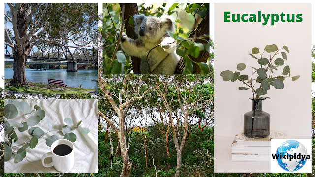 eucalyptus,biodiversity: concept and conservation measures,difference between preservation and conservation,species (organism classification rank),species,eucalyptus plantations,invasive species (literature subject),habitat,hardy eucalyptus trees,eucalyptus forest,species diversity,endangered species,eucalyptus trees uk,eucalyptus ecology,habitat horticulture,growing eucalyptus trees,nesting habitat,how to grow eucalyptus trees,invasive species