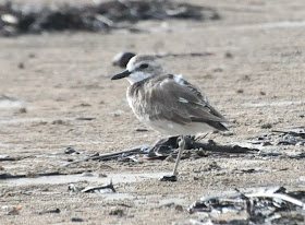 Greater Sandplover (Charadrius leschenaultii)