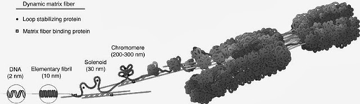 El ADN es enrollado en histonas, luego en nucleoidoe y posteriormente en cromatina tal como se muestra en (YouTube). Posterior a la cromatina otras proteínas como la topoisomerasa continúan enrollando más, formando los bucles de solenoide y cromomero. El cromomero es la unidad estructural de la cual está formado el cromosoma.