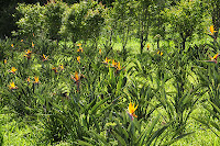 strelitzia reginae 