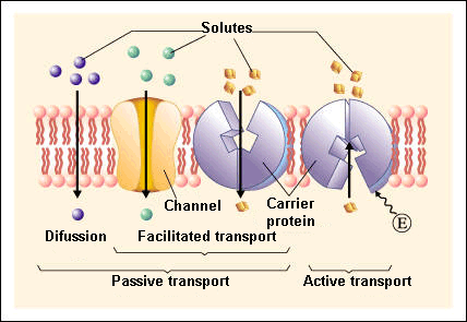 Passive and active transport