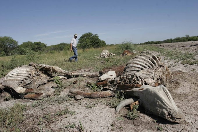 Durango advierte sobre muerte de ganado por sequía