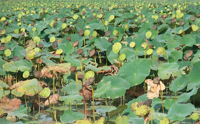 lotus seed pod, fall, michigan