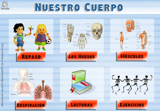 http://www.vedoque.com/juegos/el-cuerpo.swf