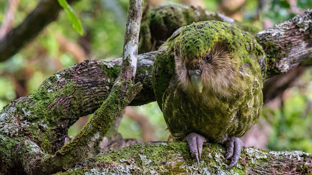 5 Most Unique Birds in the World!