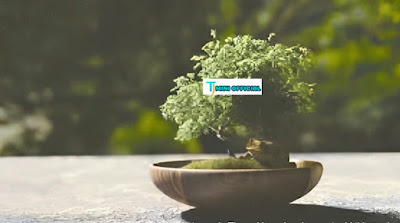 Beginner's Guide to Bonsai Tree Care: All You Must Learn