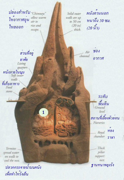 Termite mounds