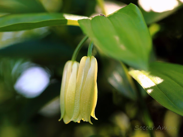 Disporum sessile