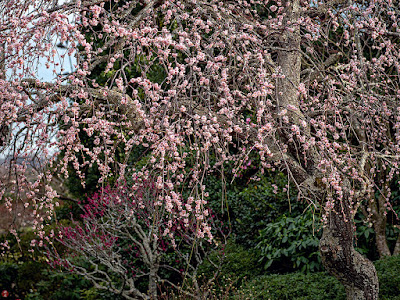 Shidare-ume (Prunus mume f. pendula) flowers: Kaizo-ji