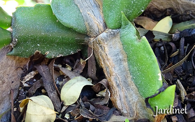 Caule da flor de maio começando a se deteriorar