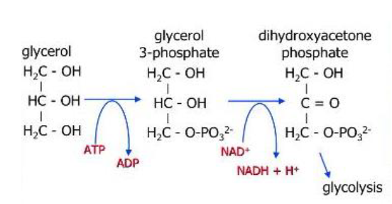Reaksi-Reaksi Kimia Metabolisme Gliserol