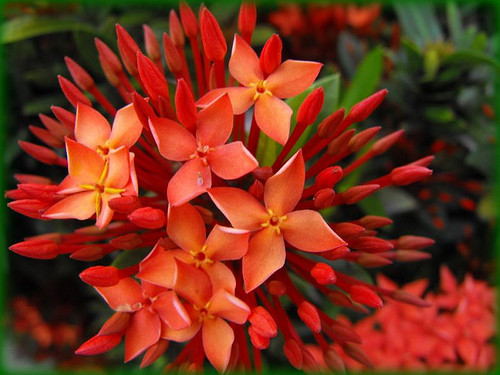 Ixora