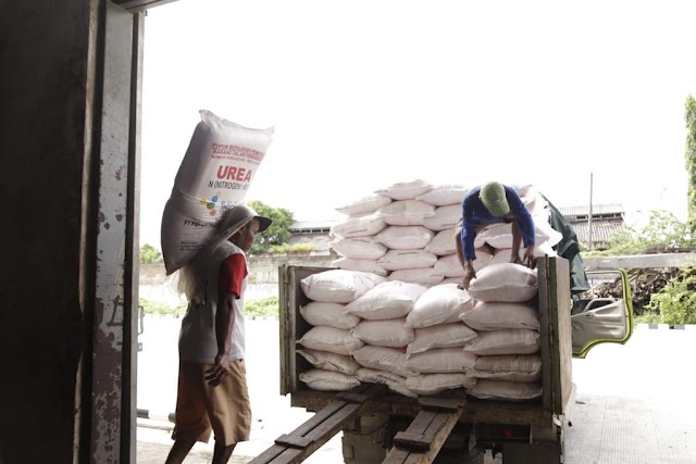 Kebijakan Pemerintah Turunkan Anggaran Pupuk Subsidi Dipertanyakan 