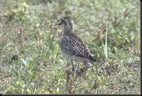 golden plover